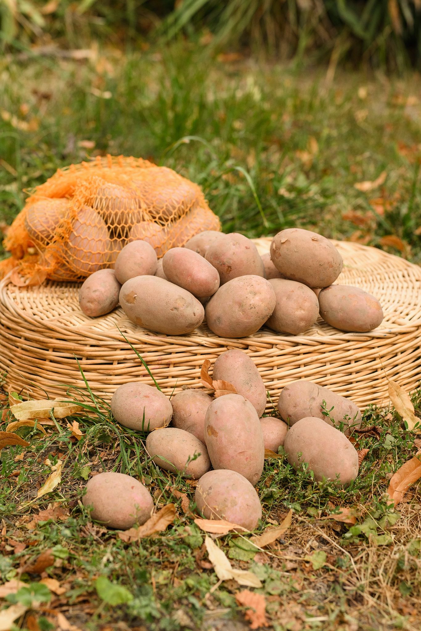 🥔 Ziemniaki (żółte) Vineta