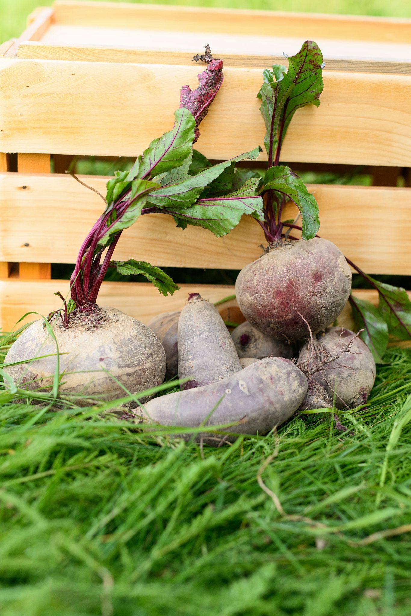 🍠 Buraki (są kulki i podłużne)