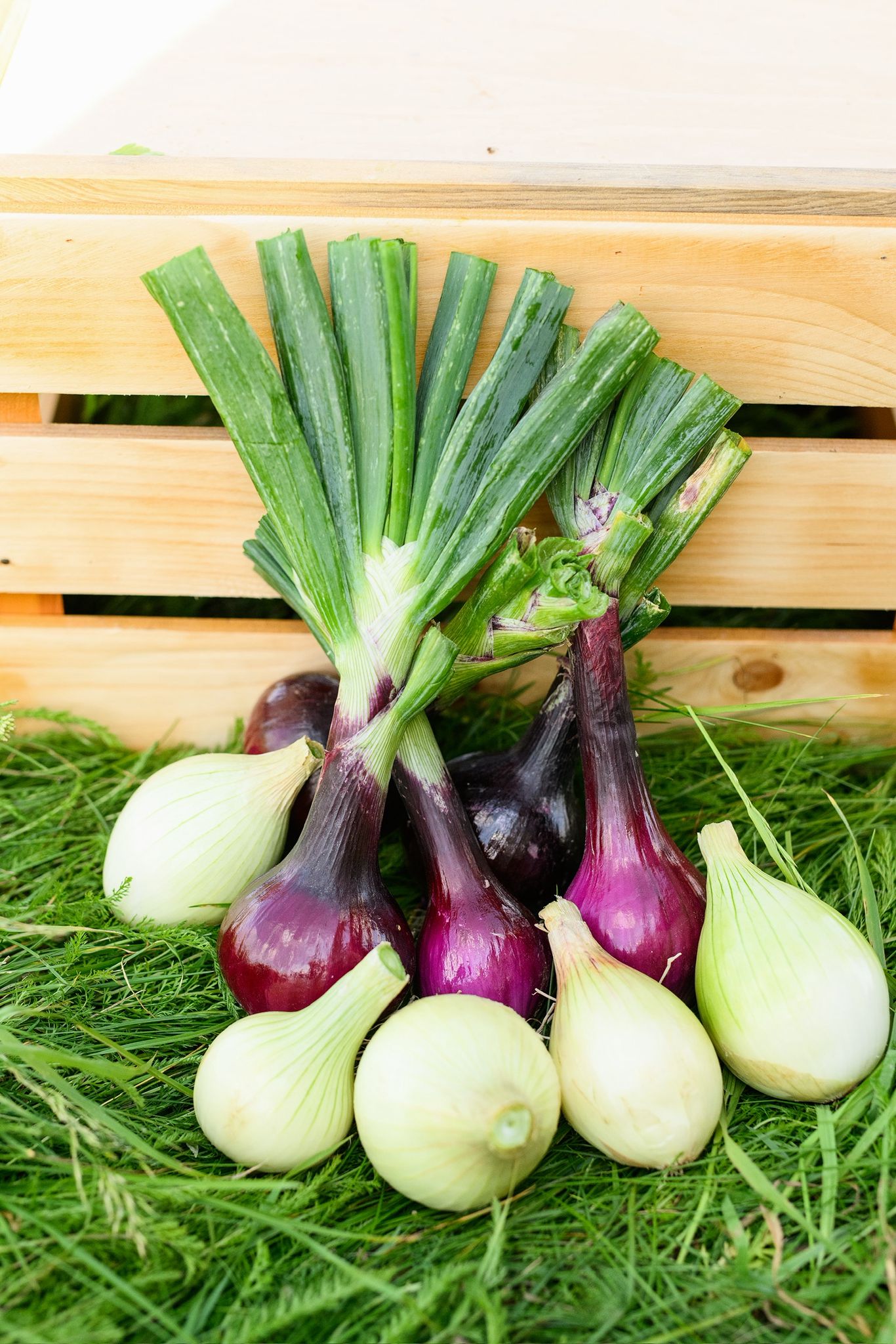 🧅 Cebula deserowa (delikatna)