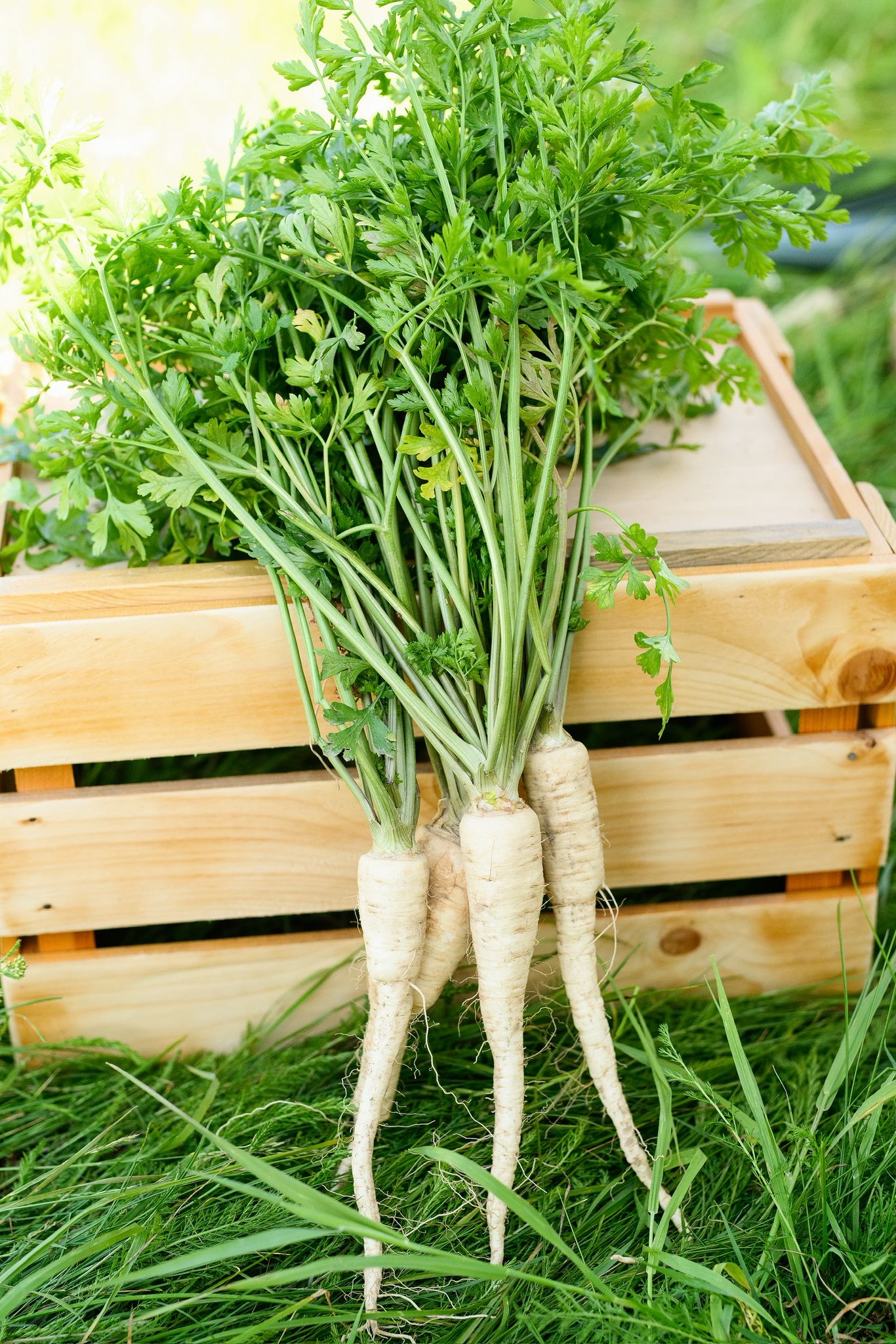 🥕 Pietruszka korzeń