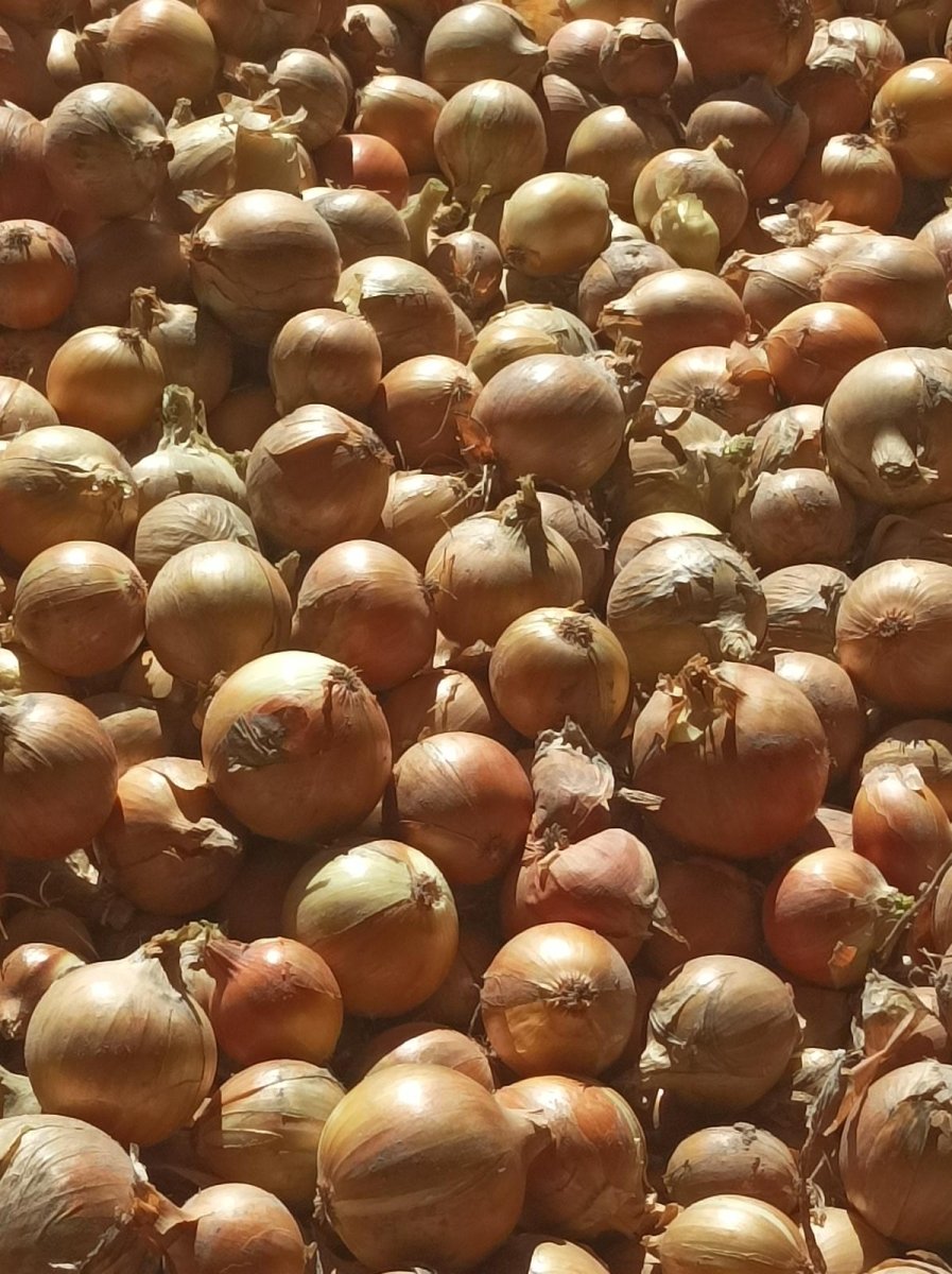 Cebula żólta - Gospodarstworolnemarel