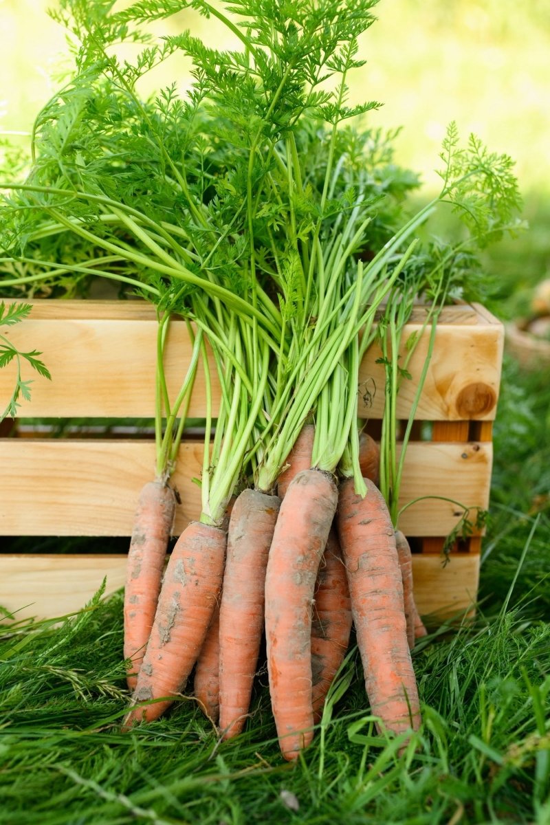 marchew na sok – świeża marchew z polskiego gospodarstwa